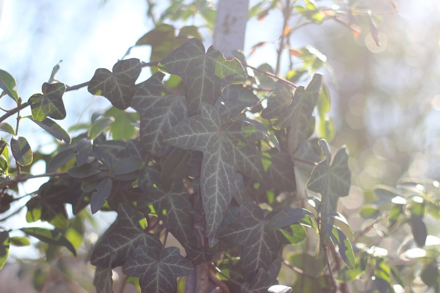 At f/2.8, the 50mm produces pentagon-shaped bokeh.