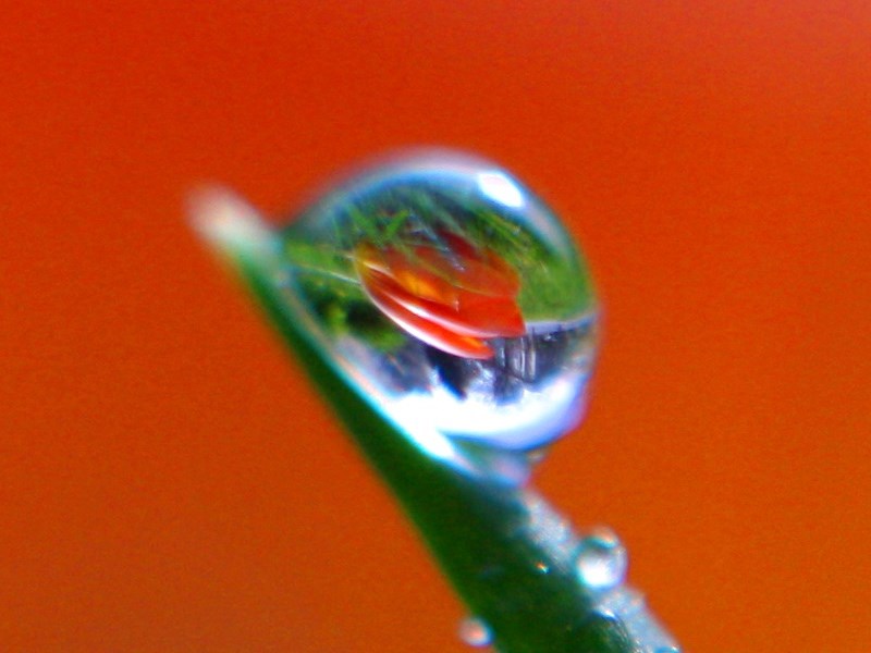 A 100% crop of the straw of grass above. The background - an orange tulip - is clearly visible inside the drop.