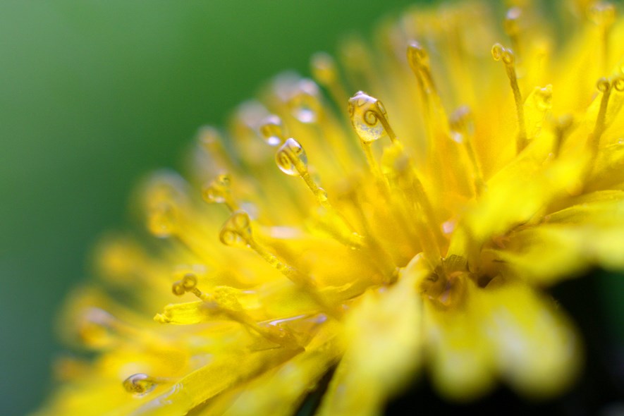 A dandelion after a rain (almost).