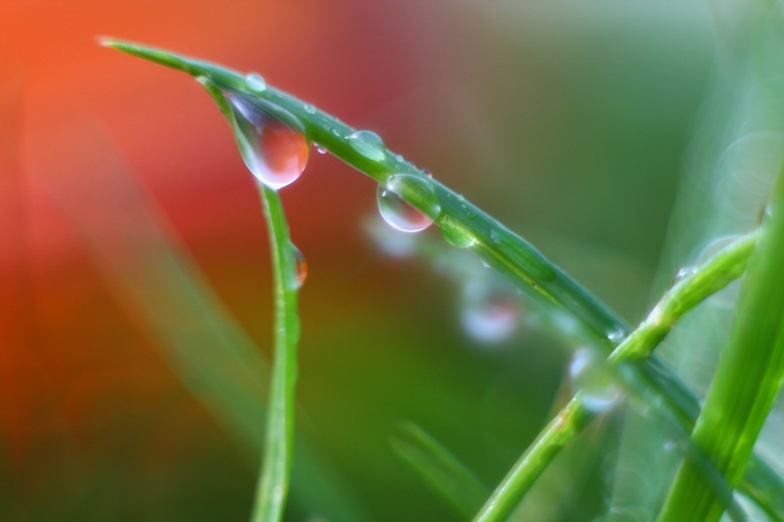 Grass again, soft focus.