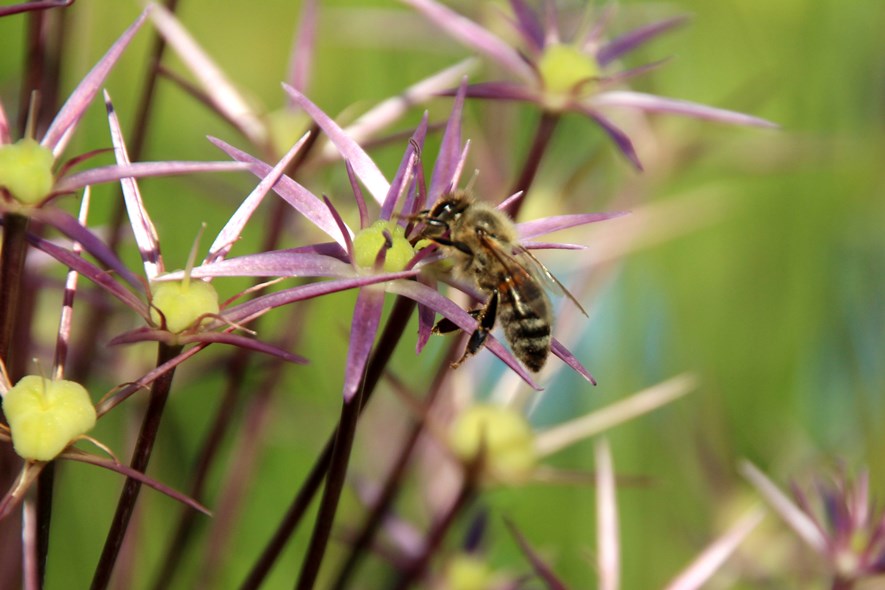 A bee.