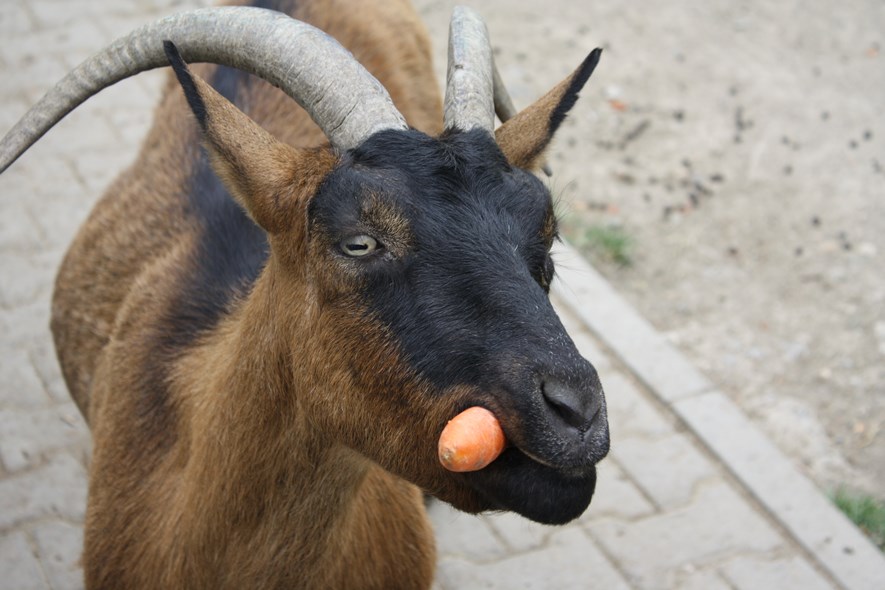 Goat with carrot. Blame the goat for the bad composition. ;)