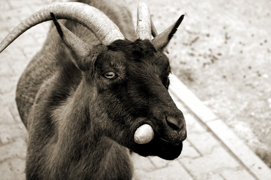 Goat with some sepia.