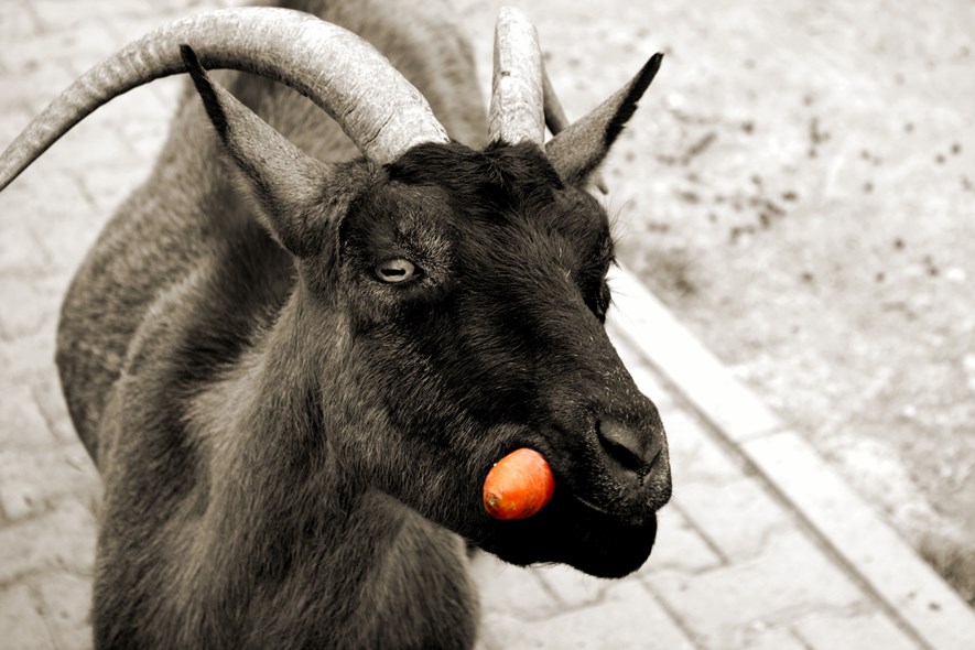 A nice looking goat chewing on a bright red carrot.