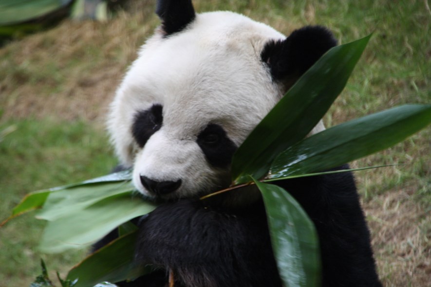 A panda in Ocean Park, Hong Kong.