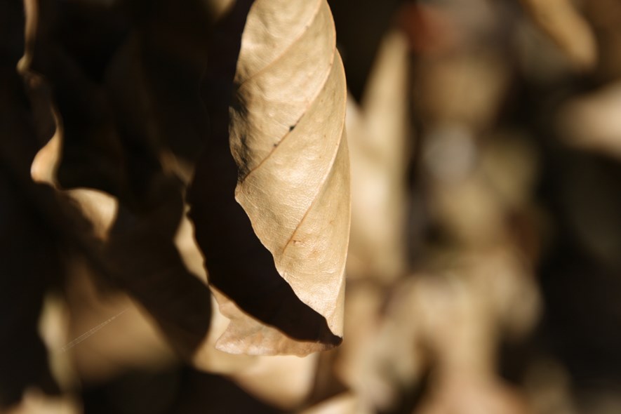 For macro shots, the lens gets about as close as the kit lens, which is not very close.