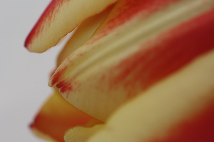 55mm + all three extension tubes. The depth of field is very short here, focusing is difficult.