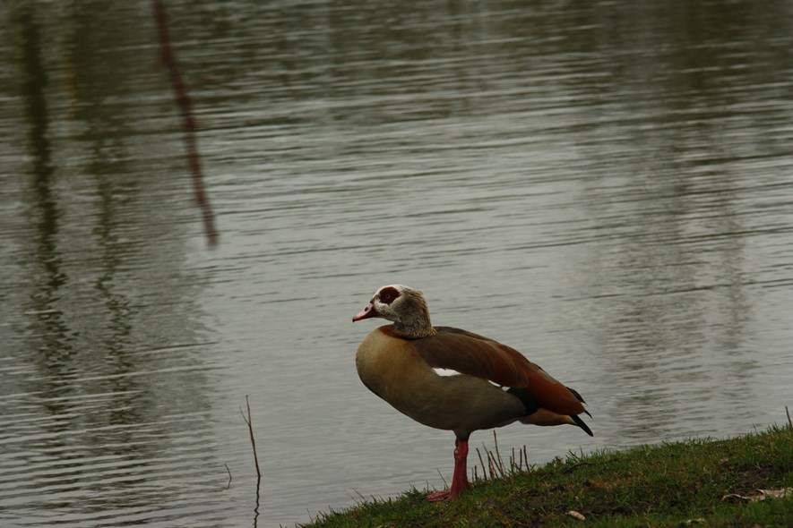 This may be the best shot I took that day (using the 135 mm). After that, the bird started moving and the pictures came out all blurry.