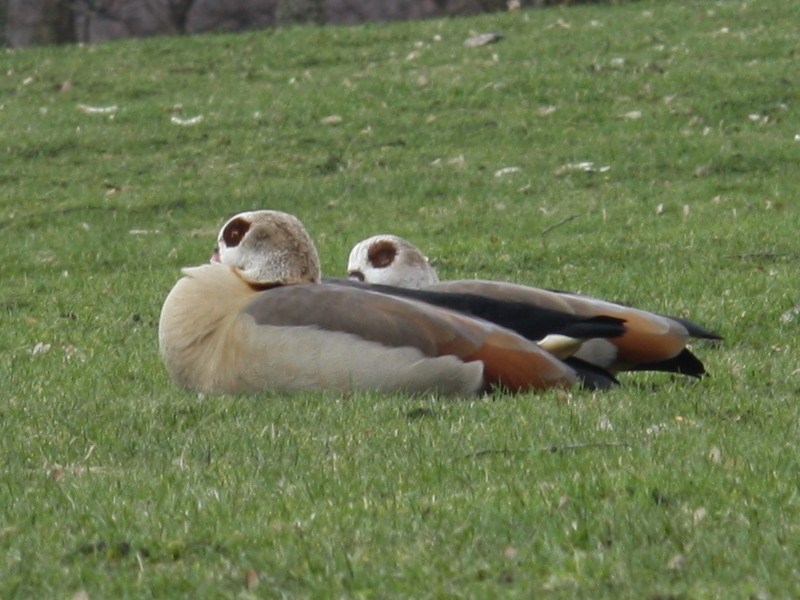 100% crop of the above picture.