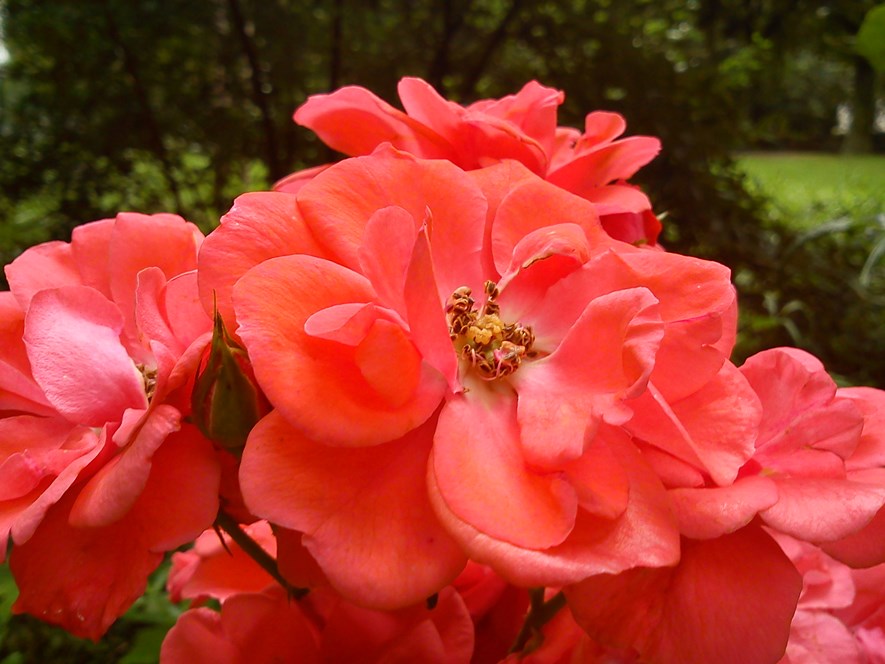 Using the macro function. The colors seem a bit off, the flowers are just too red.