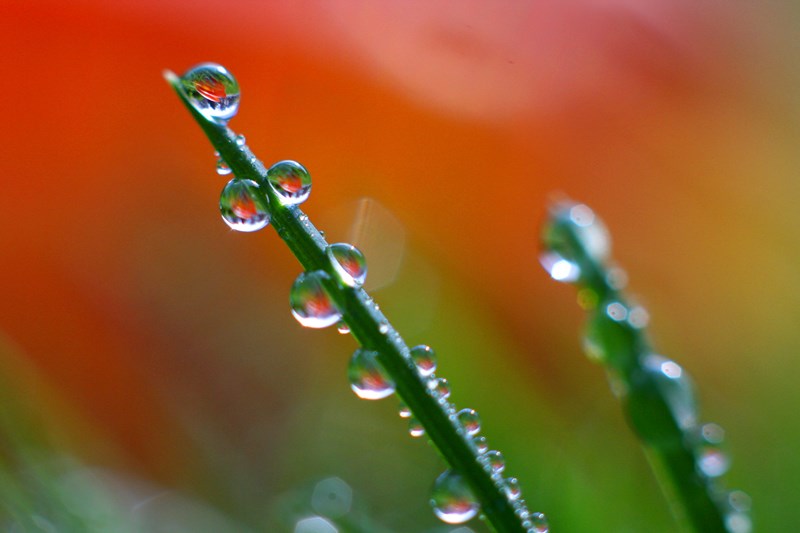 Dew on Grass
