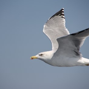 A seagull.