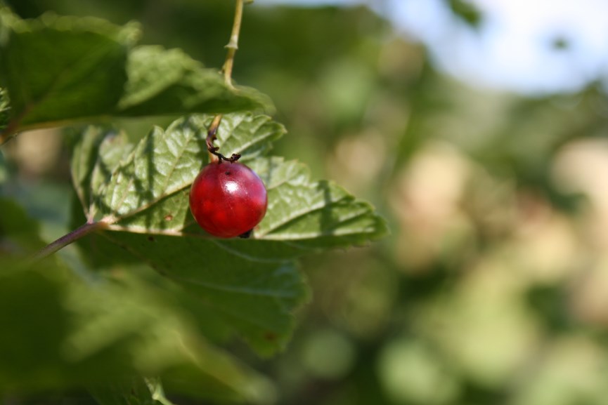Canon EOS 1000D sample pics