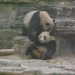 Pandas &quot;fighting&quot;. (ISO at 1600.)