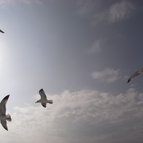 A flock of seagulls.