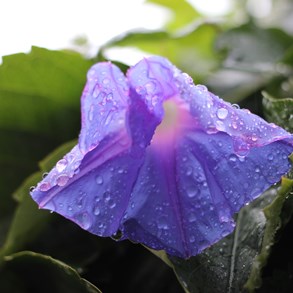 After the rain.