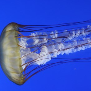 Jellyfish, Ocean Park.