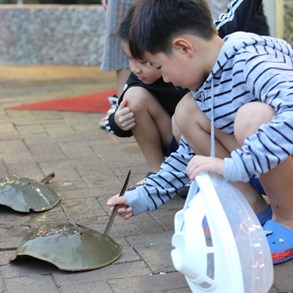 Children playing with horseshoe crabs.