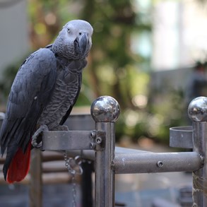 Bird Market.