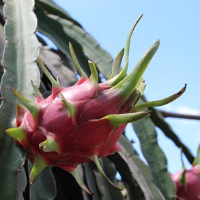 Fresh dragon fruit.