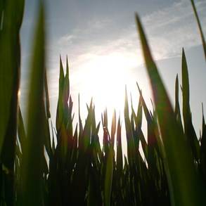 Some grass.