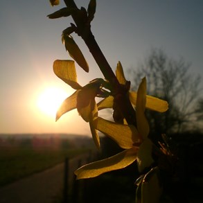 Nice plant.