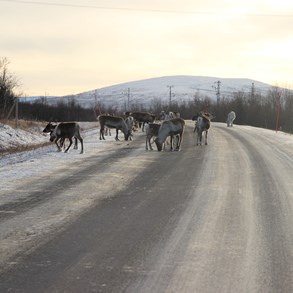 Reindeer are frequently seen on the roads.