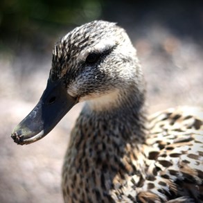 We also found a duck.