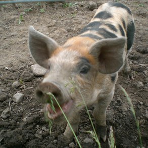 We found some piglets and tried to make close-up shots.