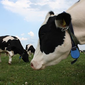 Cows, my hometown has a high density of these.