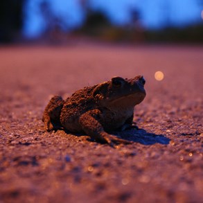 As we were out walking, we found a toad.